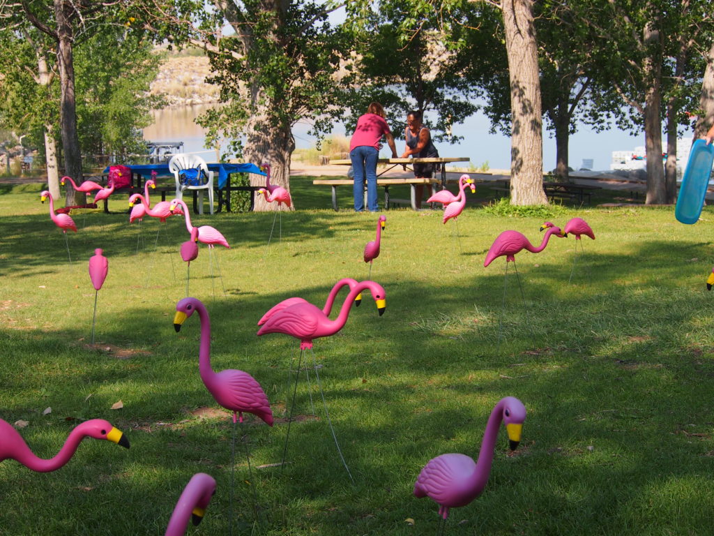 Pink plastic flamingos stuck in the lawn in front of Highline Lake.